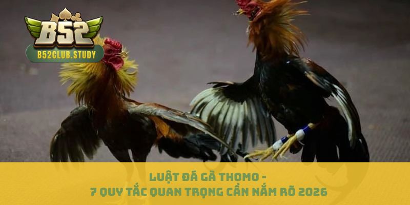 Luật Đá Gà Thomo - 7 Quy Tắc Quan Trọng Cần Nắm Rõ 2026